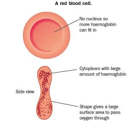 Advantages of Biconcave Shape of Rbc - Gianni-has-Blackburn