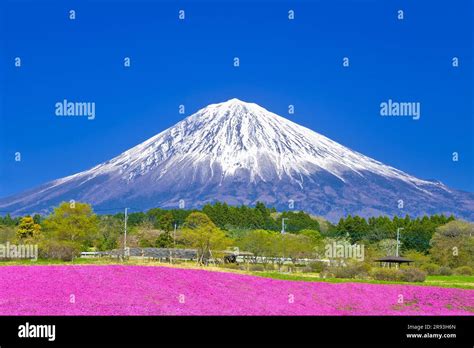 Mount Fuji and cherry blossoms Stock Photo - Alamy