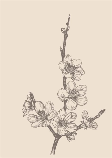 Apricot blossoms | Apricot blossom, Birth flower tattoos, Blossom tattoo