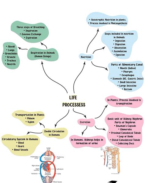 Flow chart of different life processes.