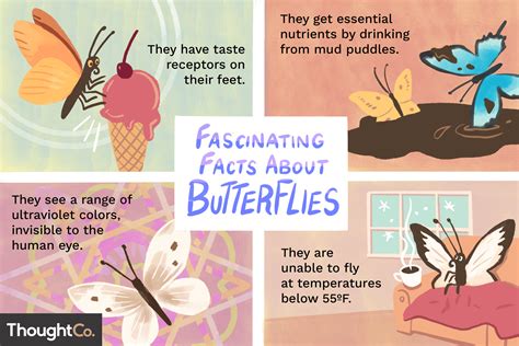 10 Butterfly Facts You Probably Didn't Know