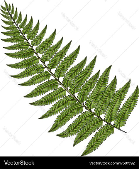 Color image fern leaf Royalty Free Vector Image