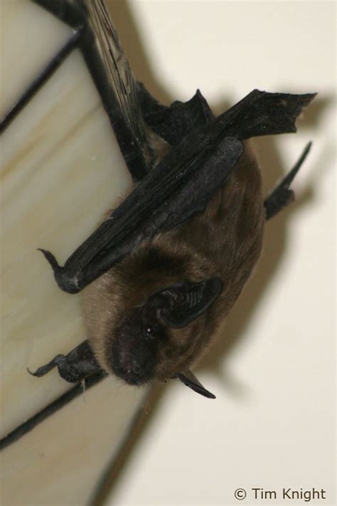 Big Brown Bat Facts - NatureMapping