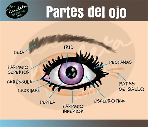 Las partes del ojo | Anatomía del ojo, Consejos sobre escritura ...