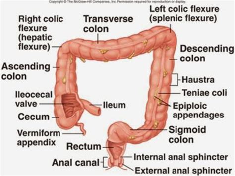 ileocecal valve – Liberal Dictionary