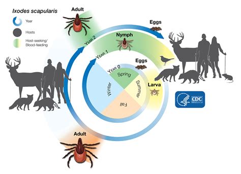 Species Spotlight - Deer Tick (U.S. National Park Service)