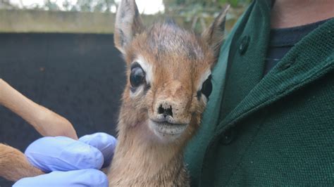 Twycross Zoo welcomes first ever baby Dik-Dik | ITV News Central