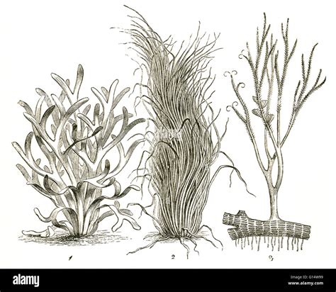 Three kinds of plants from the Devonian Period, including Psilophyton ...