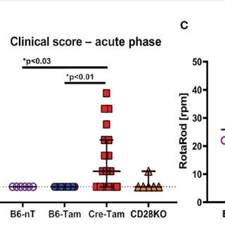 (PDF) CD28-signaling can be partially compensated in CD28-knockout mice ...