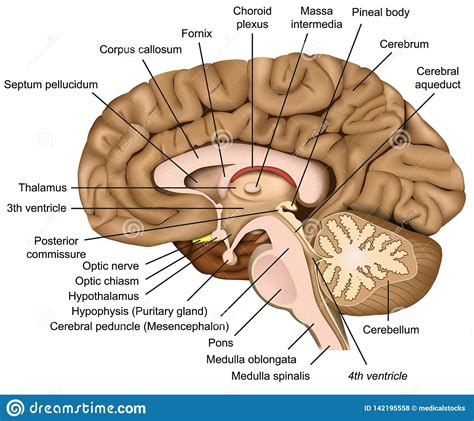 Human Brain Anatomy, Basic Anatomy And Physiology, Muscle Anatomy, Body ...