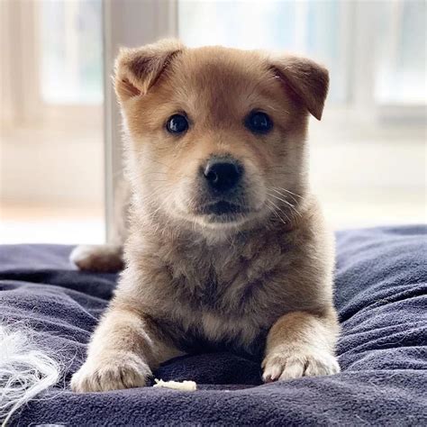 Jindo Dog Breed – Origin, Behavior, Trainability, Facts, Puppy, Price ...