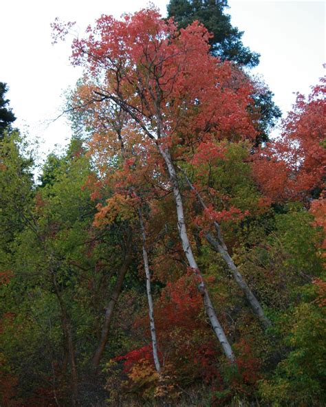 Mill Creek Canyon, Utah Scenes