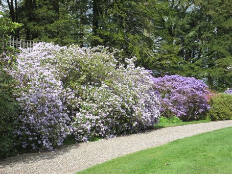 BRECHIN CASTLE GARDENS 28-04-2019 12-38-51 | Plantaholic Sheila | Flickr