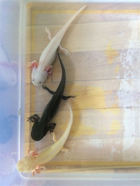 Gfp Leucistic Axolotl