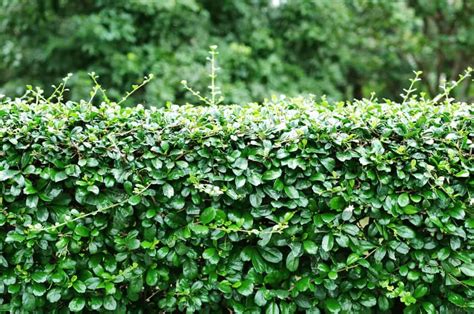 Guide to Murraya Hedge Spacing - Yard Work