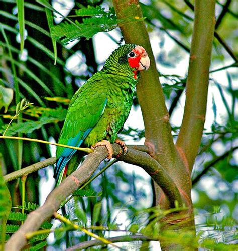 Beautiful Cayman Parrot..reminds me of Uncle Joe's parrot | Cayman ...