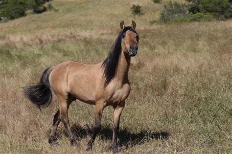 Meet The Real-Life Mustang That Inspired 'Spirit: Stallion of the Cimarron'