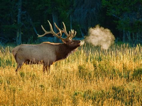 Bull elk bugling | Rocky Mountain bull elk bugling during th… | Flickr