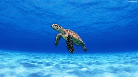 Sea Turtle Wallpapers - Wallpaper Cave