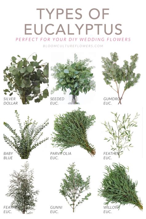 Types of Eucalyptus for your DIY Wedding — Bloom Culture Flowers | A ...