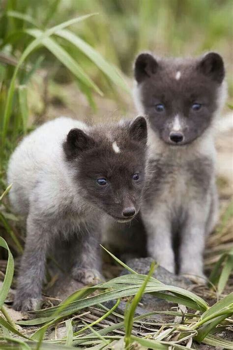 Arctic Fox Cubs by Milo Burcham | Cuccioli, Animali, Volpe