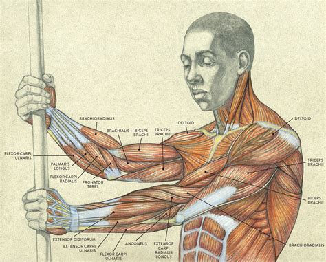 Upper Arm Anatomy Diagram