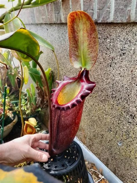 NEPENTHES RAJAH, RARE Highland Carnivorous Plant - 5 Seeds EUR 5,00 ...