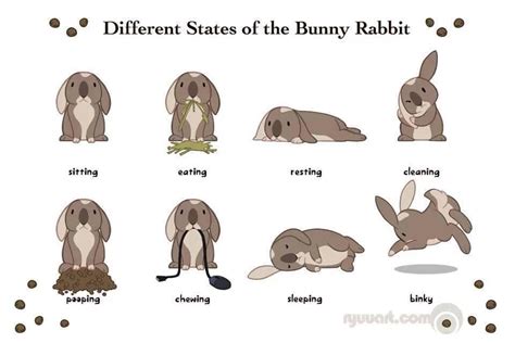 Rabbits Truths on Twitter | Pet bunny rabbits, Bunny care, Pet bunny