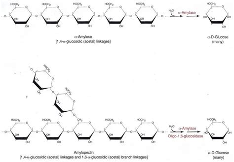 Starch Hydrolysis Test Lectures, Microbiology - on Study Boss