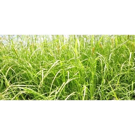 RHODES GRASS RECLAIMER COATED SEED PER KG (20KG) AUSWEST RCM1B20 from ...