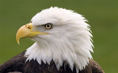 Are Bald Eagles Really Bald? - Quiz | Wonderopolis