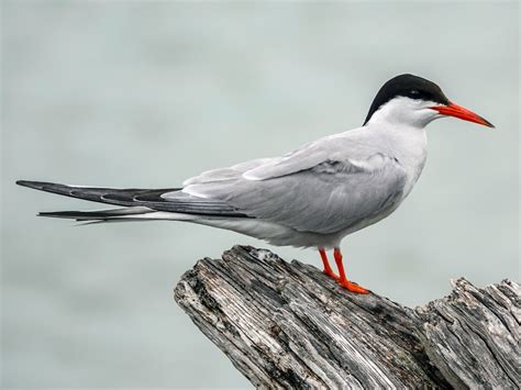 Common Tern - eBird