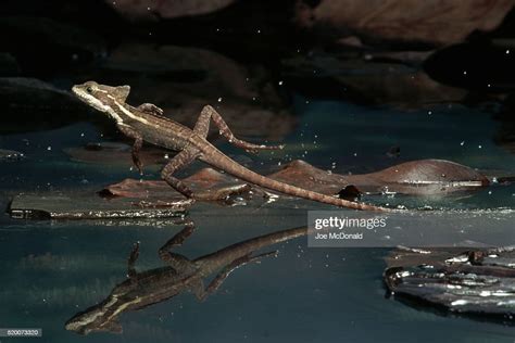 Common Basilisk Running On Water High-Res Stock Photo - Getty Images