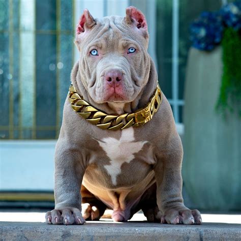 XXL Biggest Pitbulls Bully Breeder Merle Puppies for sale Extreem ...