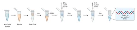 Overview of DNA Extraction Methods | AAT Bioquest