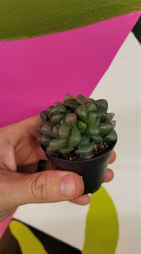 Haworthia Cooperi - The Curious Plantaholic