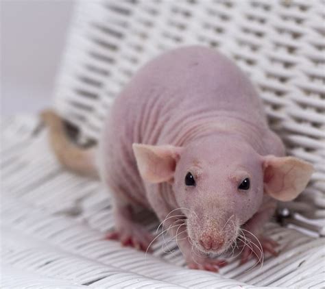 Baby Hairless Rats