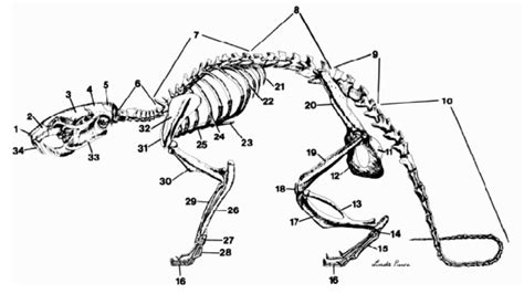 Rat skeleton diagram Diagram | Quizlet