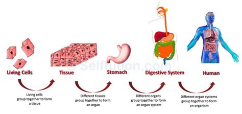 What are Tissues? Definition, Types and Examples » Selftution