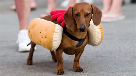 Who wore it best? Choose which weiner dog makes the best weiner – SheKnows