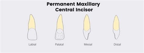 Permanent Maxillary Central Incisor Archives - Dental Education Hub