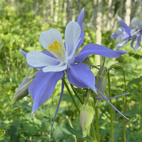 Rocky Mountain Columbine – Colorado State Flower - Vic's Tree Service