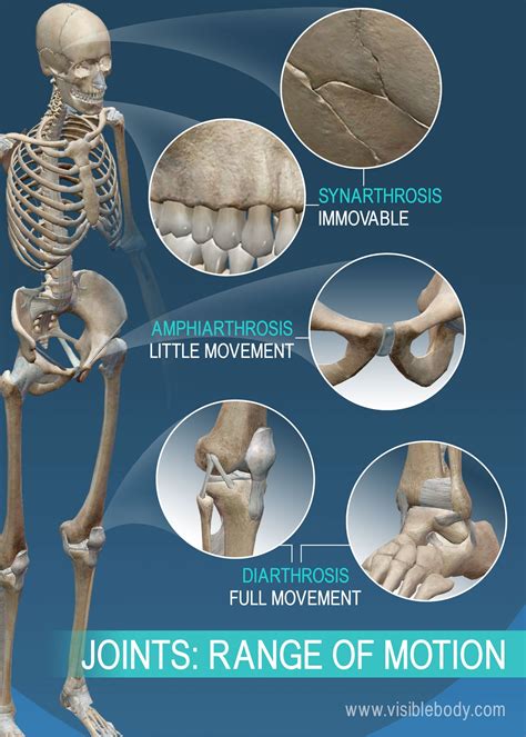 Amphiarthrosis Definition Anatomy - Anatomical Charts & Posters