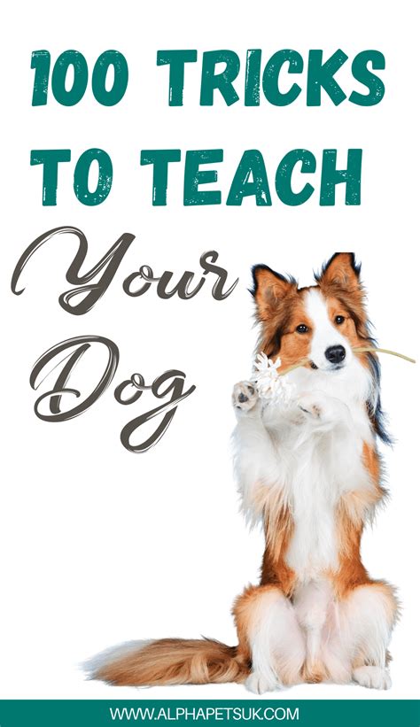 100 Tricks To Teach Your Dog or Puppy - Alpha Pets UK