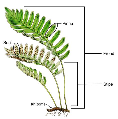 Discover the Intricate Anatomy of Ferns