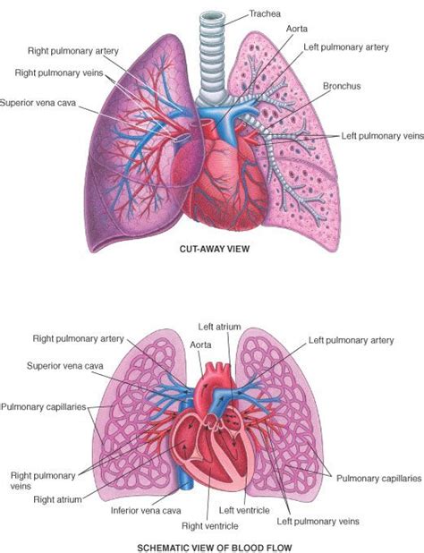 Pin by iStudentNurse on Respiratory System Nursing | Nursing school ...