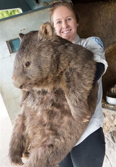 The World's Oldest, And Possibly Largest, Wombat Turns 29 - Newsweek