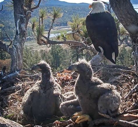 Big Bear bald eagle chicks named ‘Cookie’ and ‘Simba’ by Southern ...