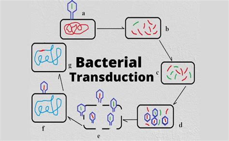 What is Transduction in Bacteria?-Mechanism and Types