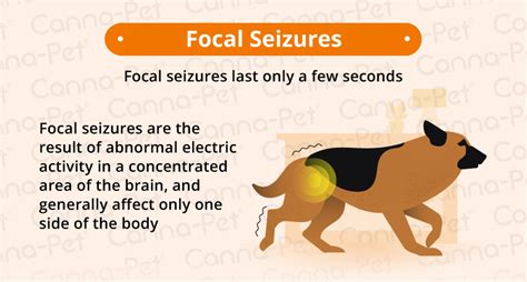 Why Do Old Dogs Have Seizures? | Canna-Pet®